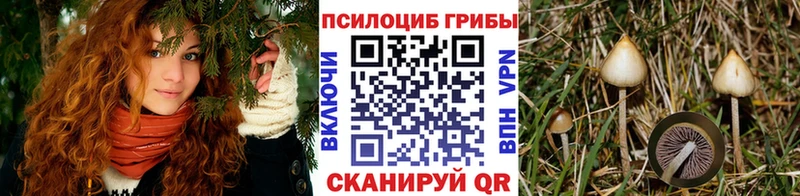 Купить  Тихвин  Галлюциногенные грибы прущие грибы 